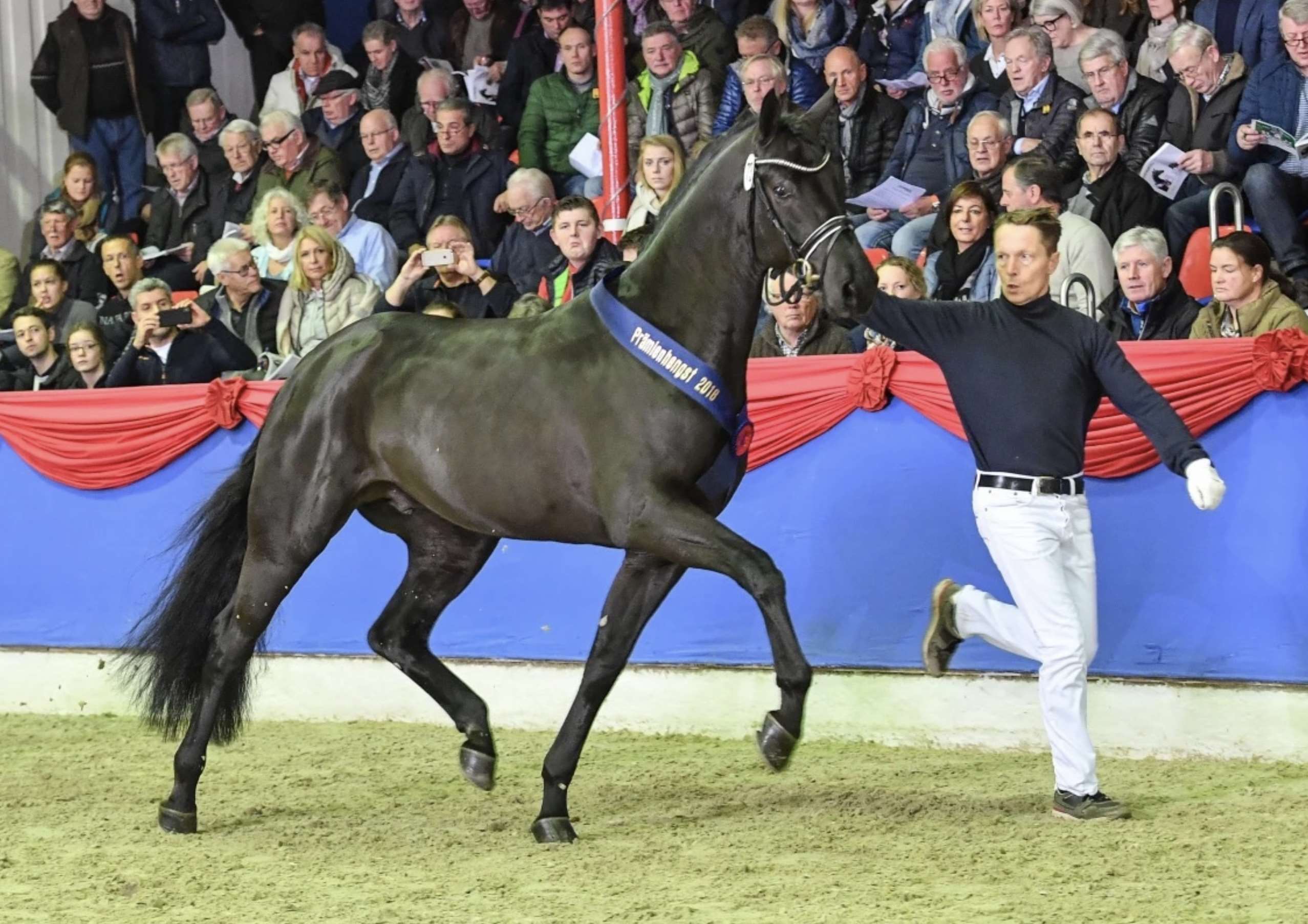 Morricone III - Stallion AI Services - Flamboyant Dressage Stud Morricone III - Stallion AI Services - Flamboyant Dressage Stud